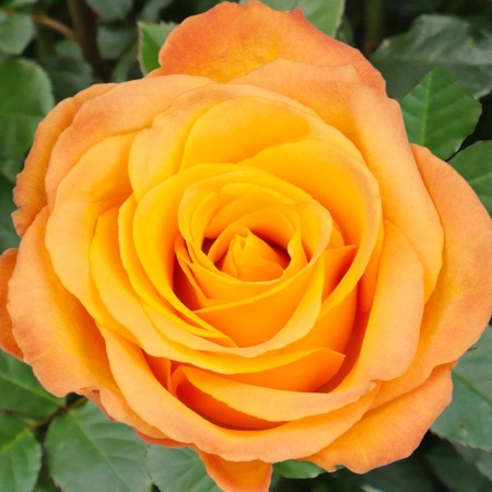 Роза чайно-гибридная Керио v5 Lav 