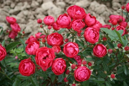 Роза миниатюрная Костер v5 Lav 