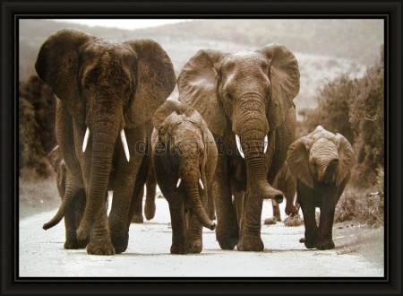 Картина Семейство слонов 70х100см арт.8Л2664
