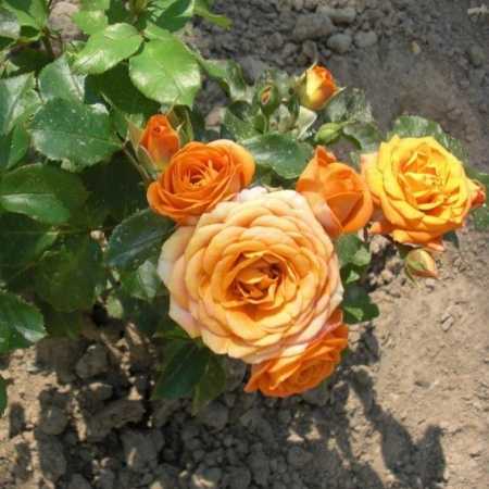 Роза бордюрная Клементина v5 Lav 