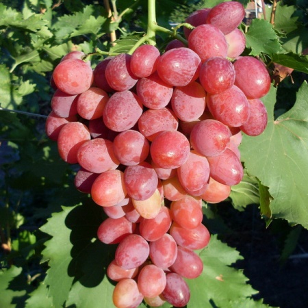 Виноград плодовый Рубиновый Юбилей, розовый v5 Tim 