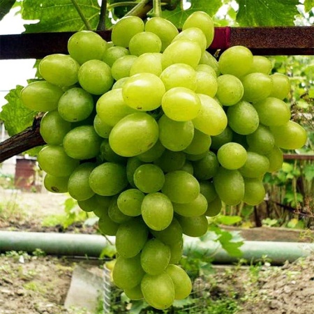 Растение виноград плодовый Новый подарок Запорожью, желтый 2-х летка 