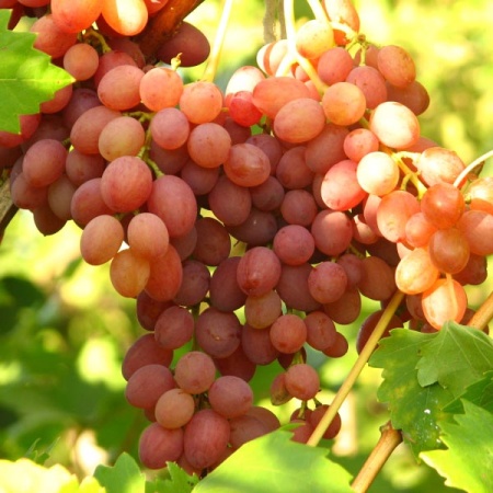 Виноград плод. Кишмиш Лучистый роз v3 ЦО 