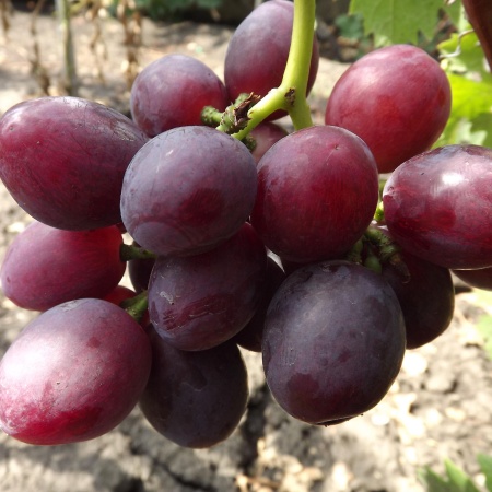 Виноград плодовый Эверест, фиолетовый v5 Tim 