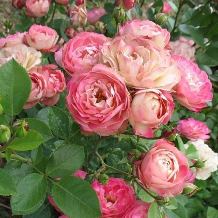 Роза флорибунда Акрополис v5 Lav 
