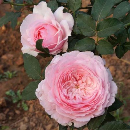 Роза японская Мисаки v5 Lav 