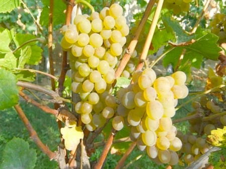 Растение виноград плодовый Кристалл 2-х летка 