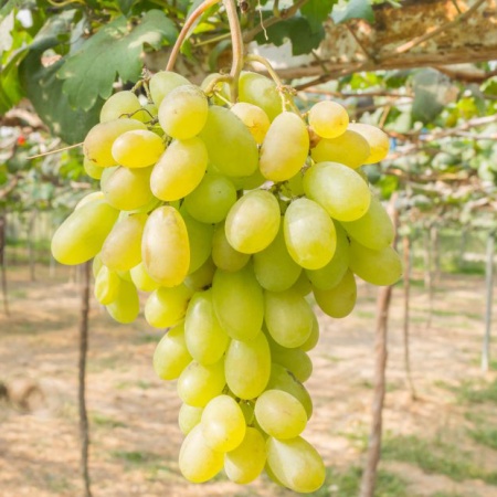 Виноград плодовый Сицилия, желтый v5 Tim 