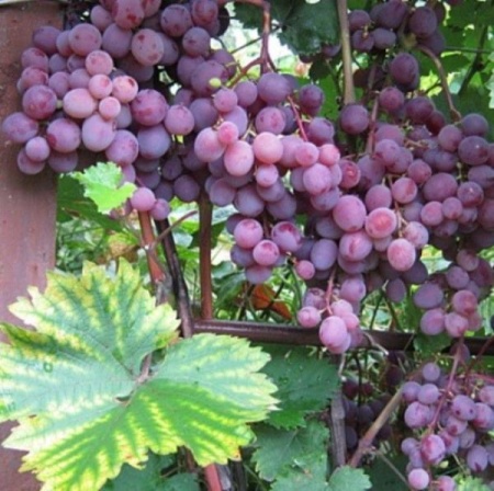 Растение виноград плодовый Матрёшка 2-х летка 
