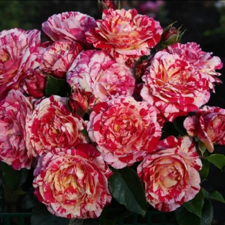 Роза флорибунда Абракадабра v5 Lav 
