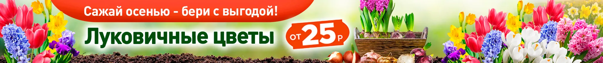 Луковичные цветы осень 26