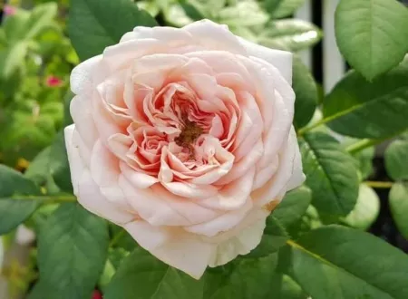 Роза английская Клер роуз v5 Lav 
