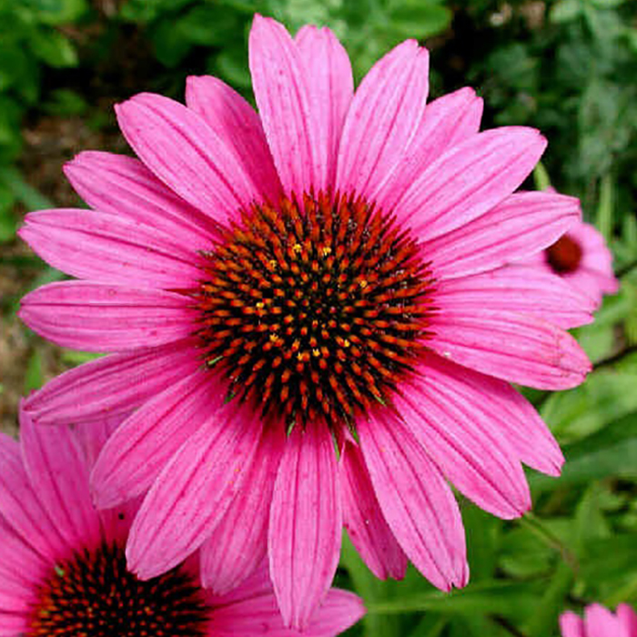 Корневище Эхинация Индиака, 1шт/уп 