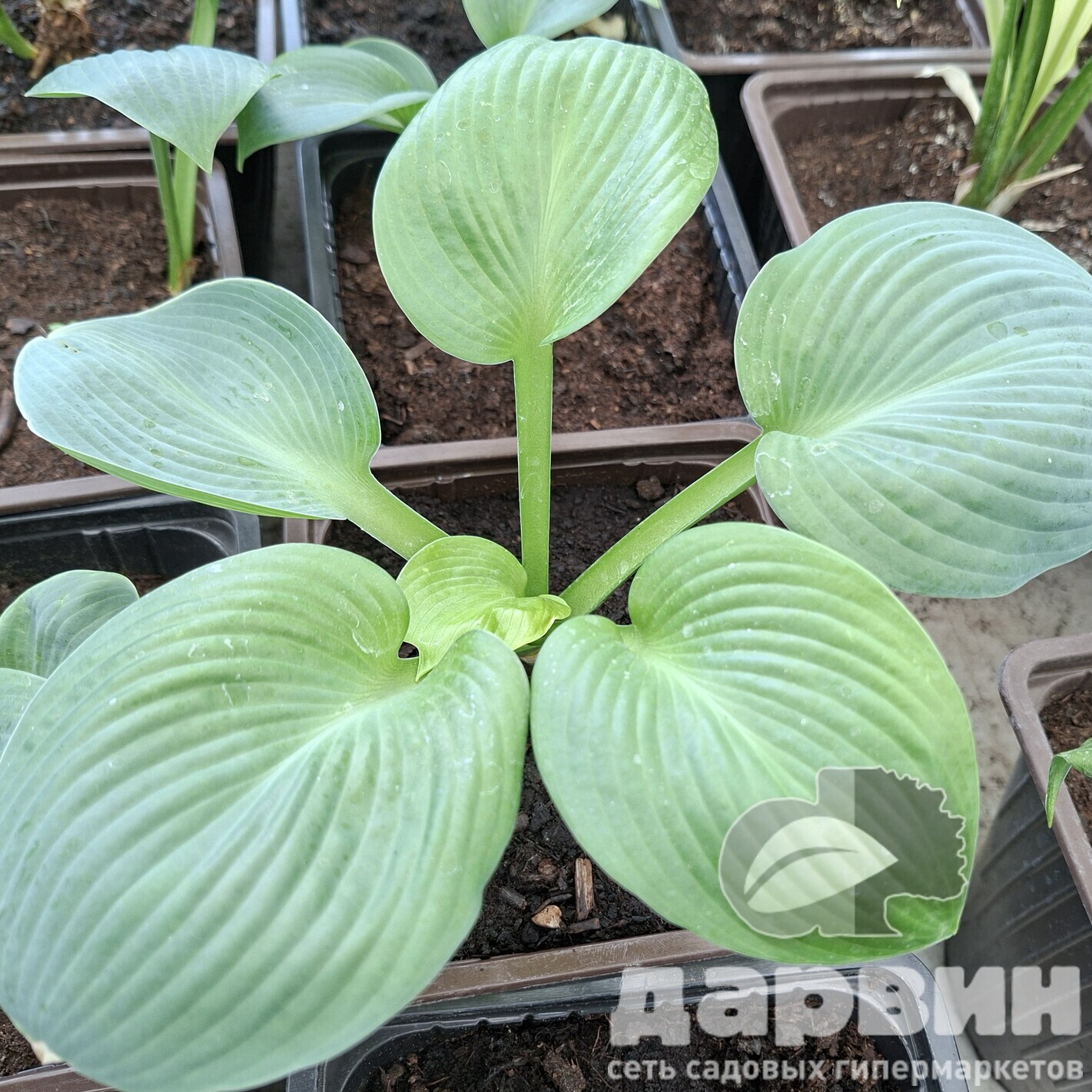 Хоста Биг Дэдди v2 Tim 