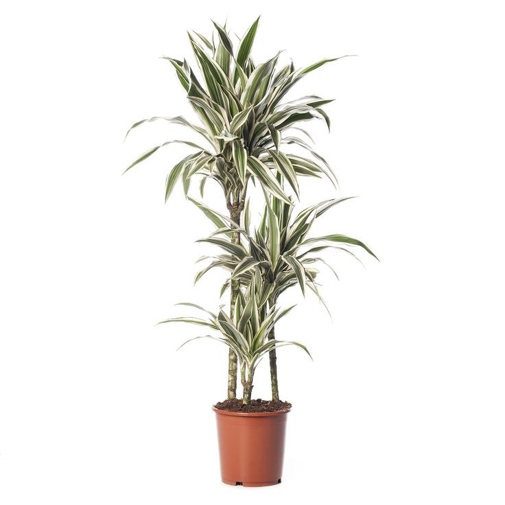 Драцена Фрагранс Вайт Страйп d21 h115 