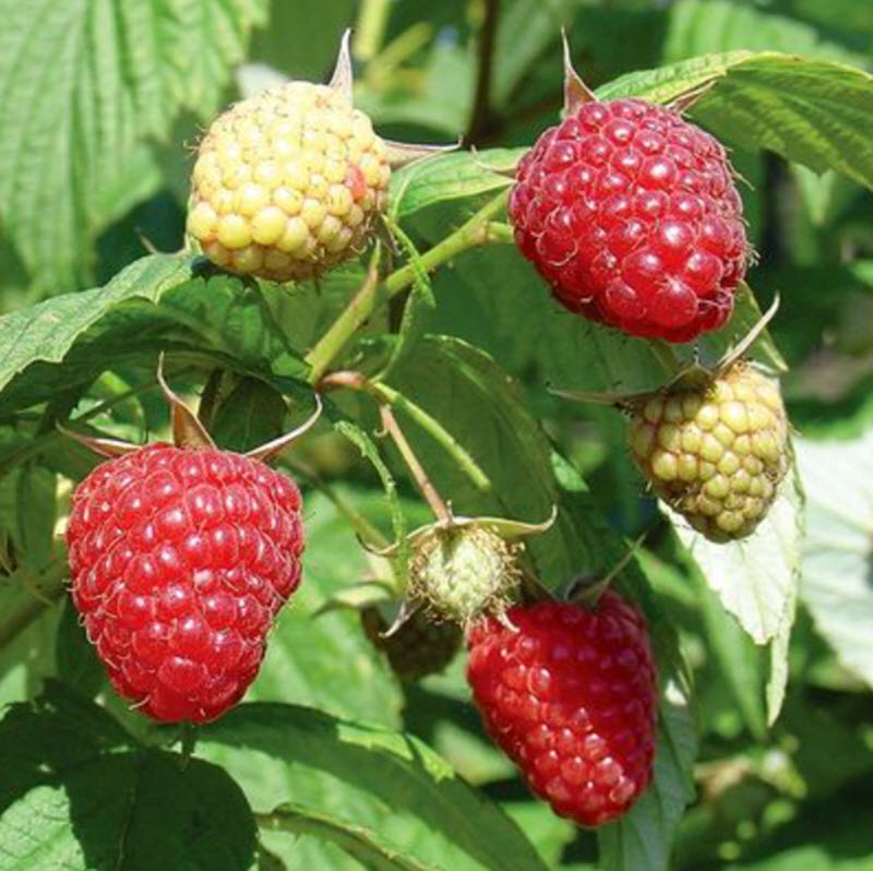 Малина ремонтантные сорта Поклон Казакову С2 20-40 ЦО 