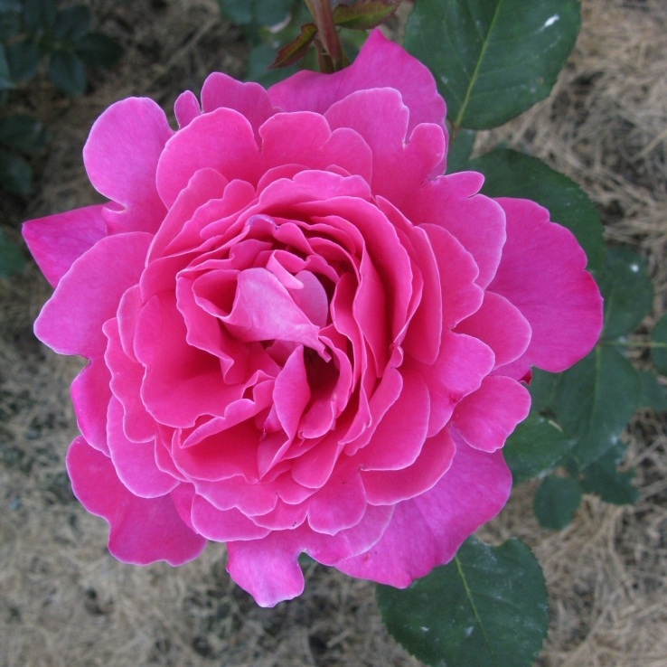 Роза чайно-гибридная Пинк Пис в коробке ZP 