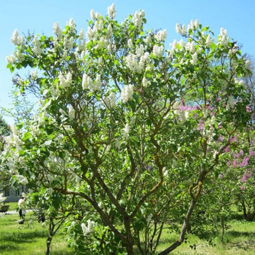 Сирень обыкновенная Защитникам Бреста v2 Lav 