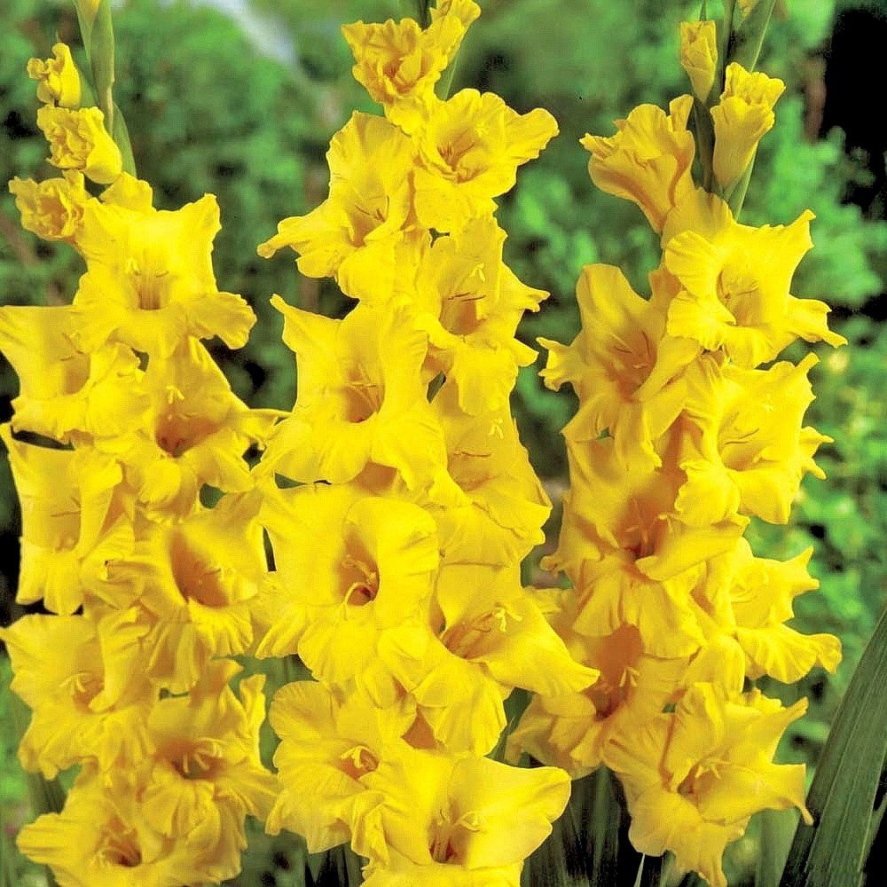 Луковица Гладиолус Лимончелло, 5шт/уп 