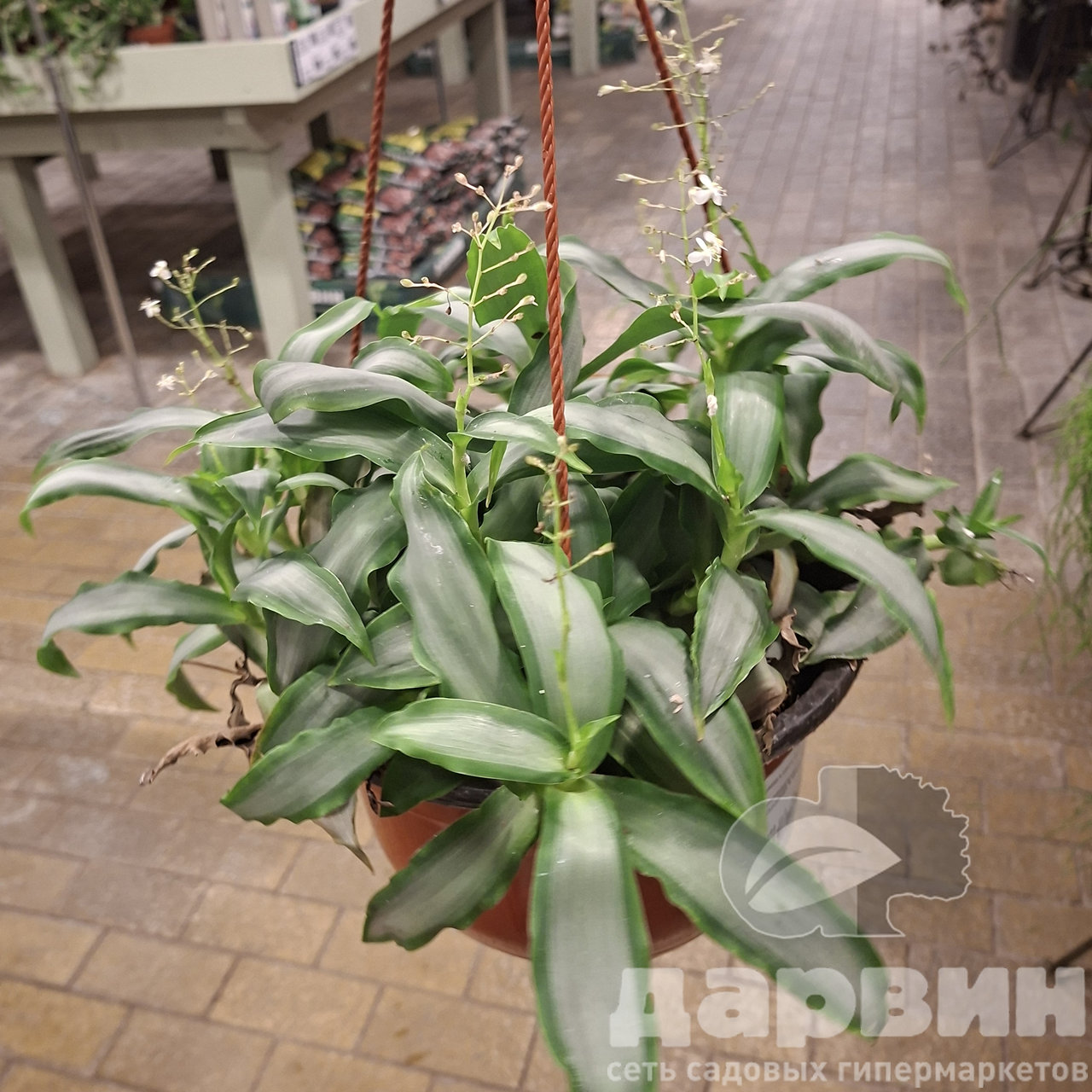 Мурдания в кашпо d23 Tim 