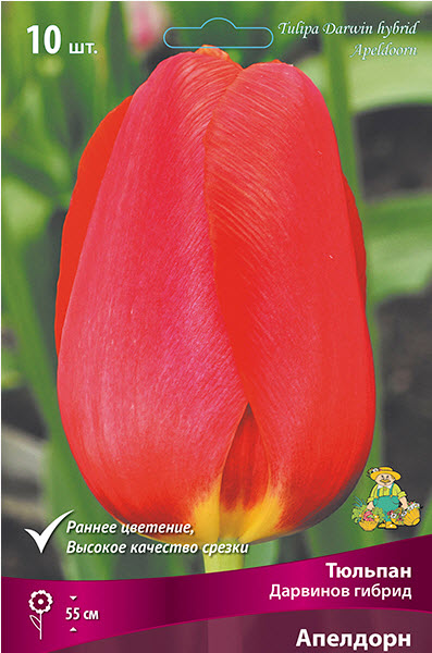 Луковица тюльпан Дарвинов гибрид Апелдорн 11/12 красный 10шт Поиск 