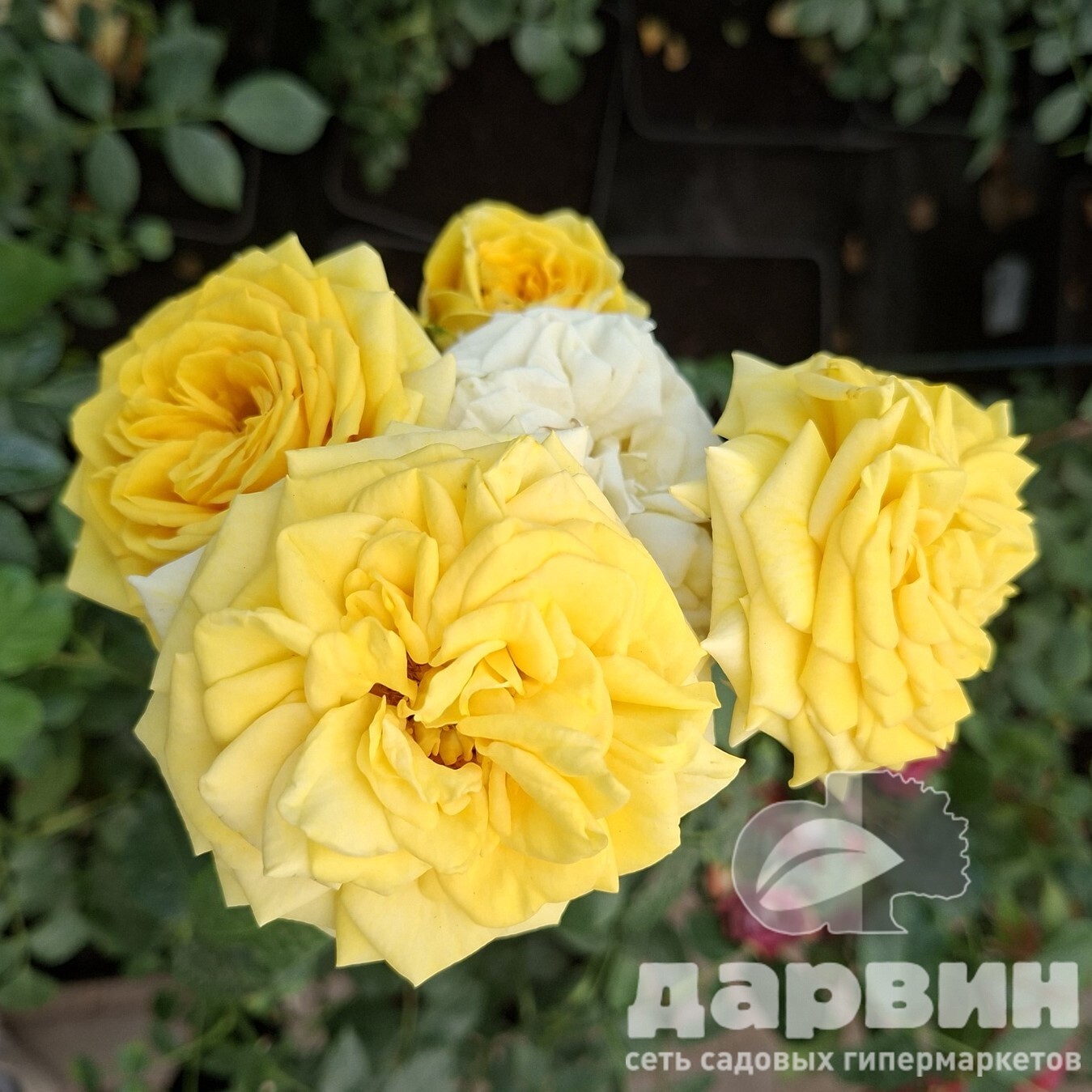 Роза спрей Фикшин v5 Lav 