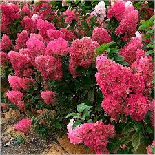 Гортензия метельчатая Граффити C5 FD 