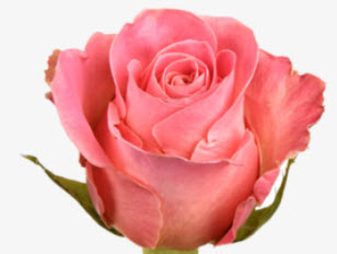 Роза чайно гибридная Хермоза в коробке Биосфера 