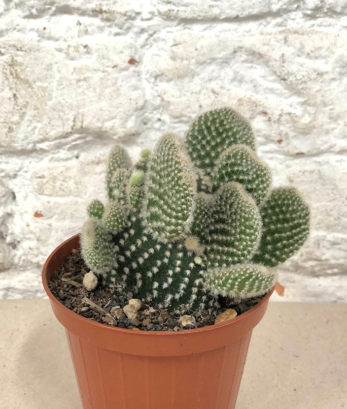 Опунция Микродасус Албата d7 h8 