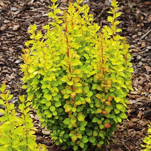 Барбарис тунберга Голден Рокет v5 Lav 