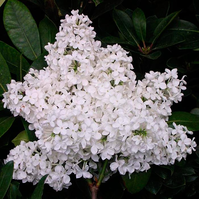 Сирень обыкновенная Лебёдушка с2/20-30 UL 