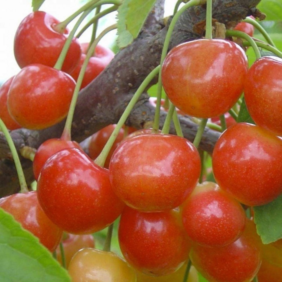 Черешня Фатеж ранн v5 100-140 Lav 