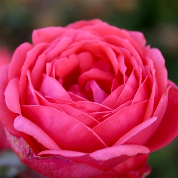 Роза флорибунда Гартенпринцессин Мари-Жозе штамб v11 90см Dem 