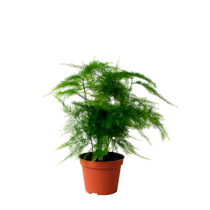 Аспарагус микс d12 