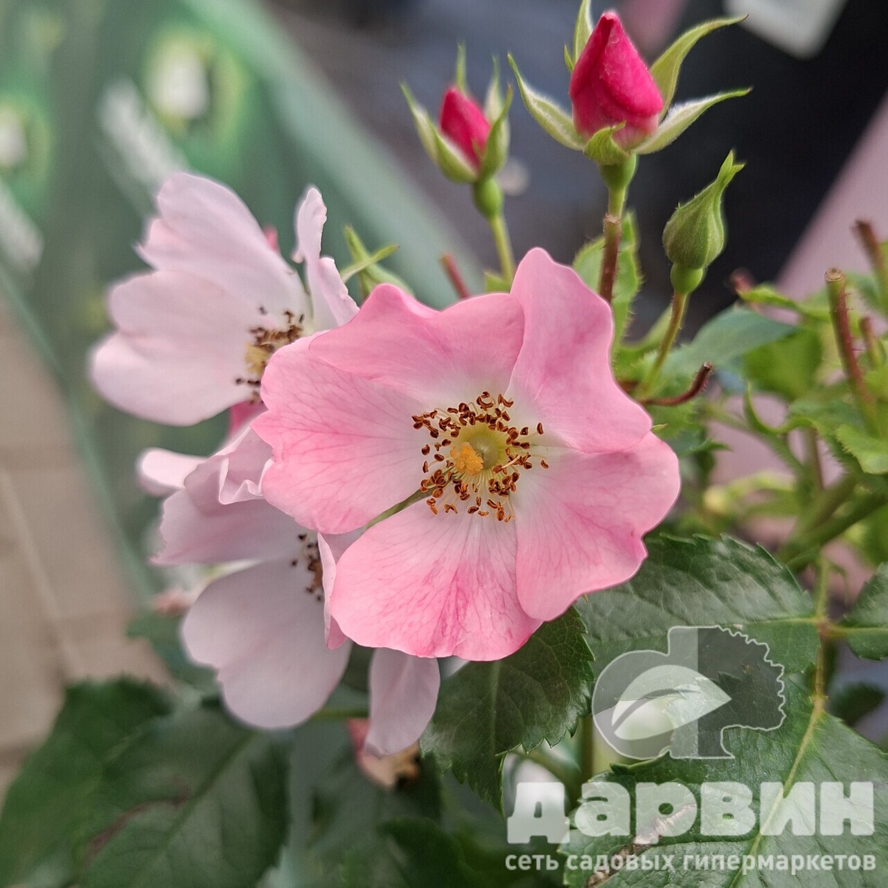 Роза полиантовая Мел Би C7 YP 