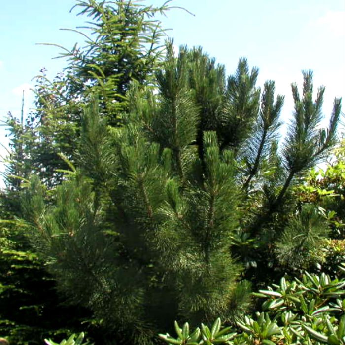 Растение сосна черная Джеант де суисе 80-100 см С15, Mt 