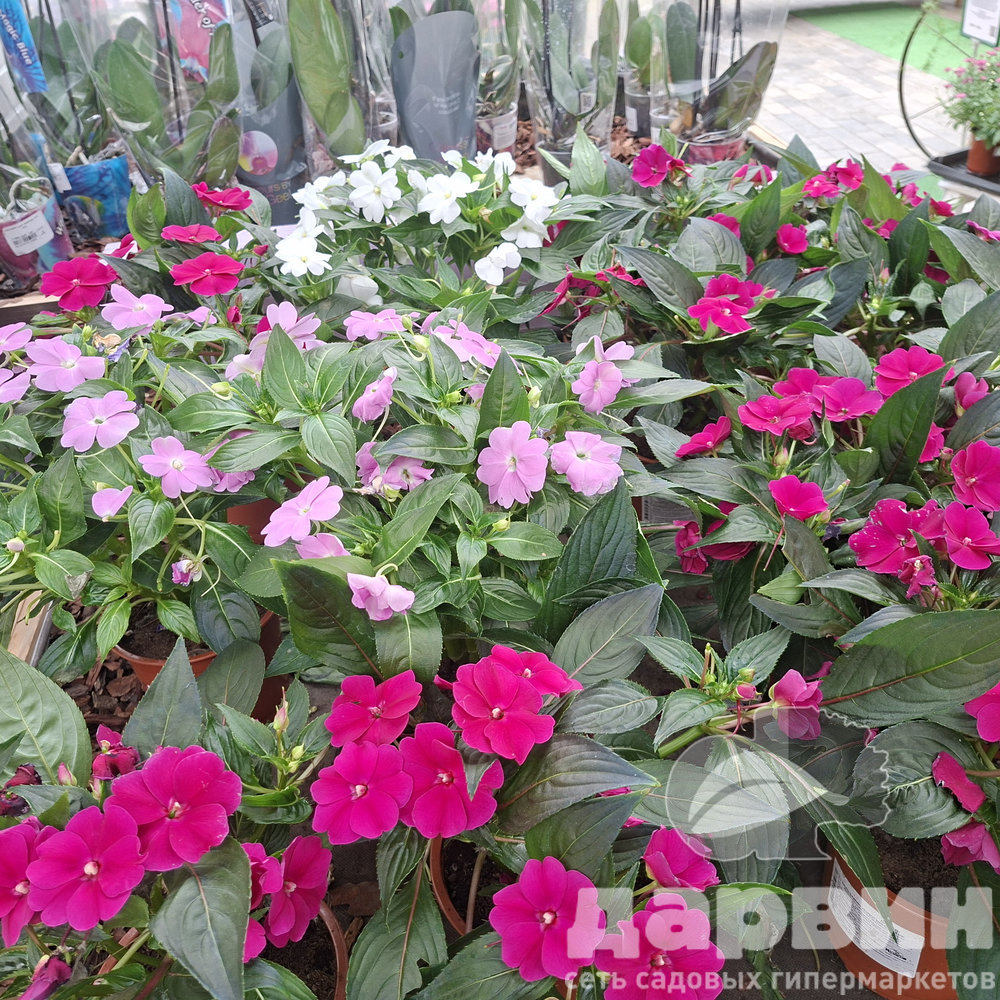 Бальзамин новогвинейский d15 МО 