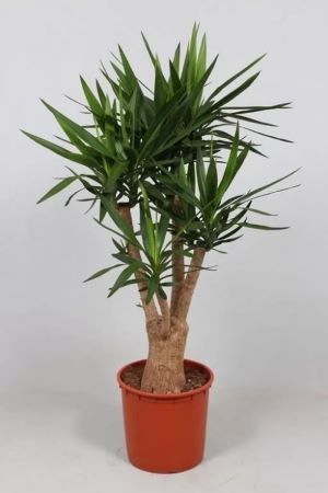 Юкка бранч d21 h80 