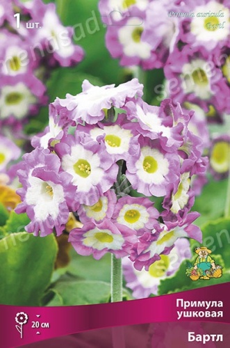 Кореневище Примула ушковая Бартл 1шт Поиск 