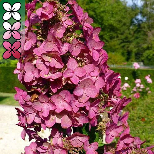 Гортензия метельчатая Мега Минди v3 Lav 