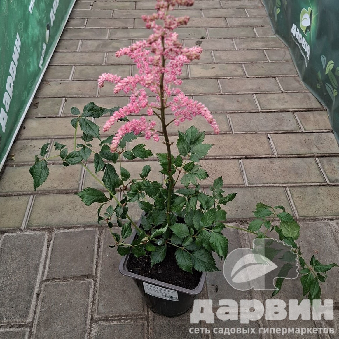 Астильба Корал Айланд v2 Tim 