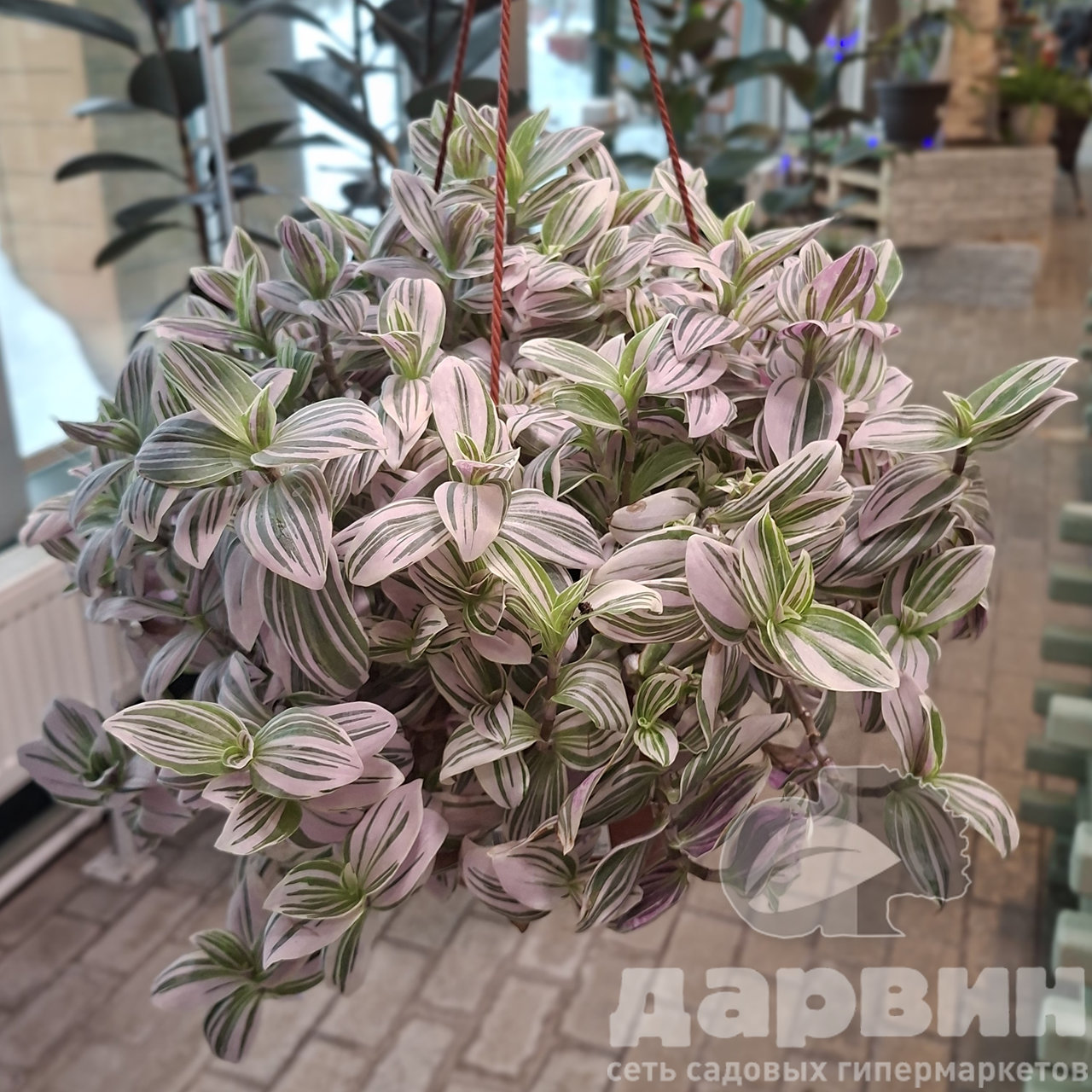 Традесканция квадриколор в кашпо d23 Tim 