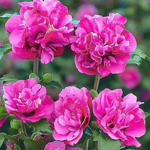 Гибискус сирийский Дюк де Брабант v2 30-50 Lav 