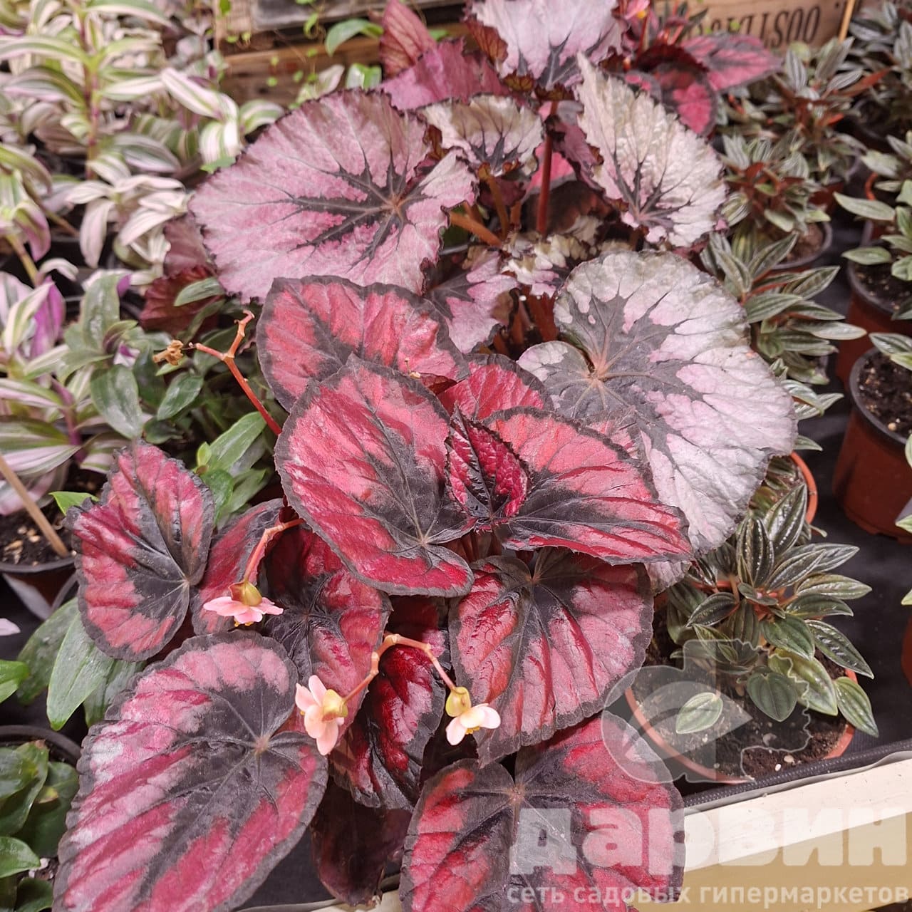 Бегония Рекс d12 h28 Tim 