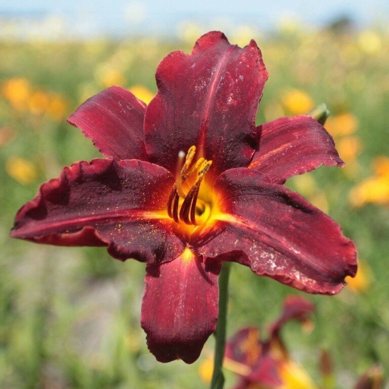 Лилейник Чилдренс Фестивал v2 Tim 