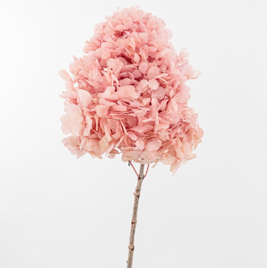 Сухоцветы Гортензия метельчатая 50см, светло-розовый по цене 