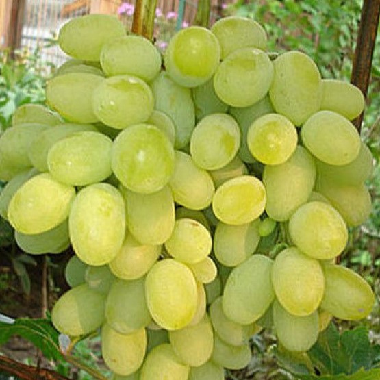 Виноград Августин желт. в коробке ЦО 