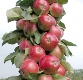 Яблоня колоновидная Московское ожерелье 7-летка 