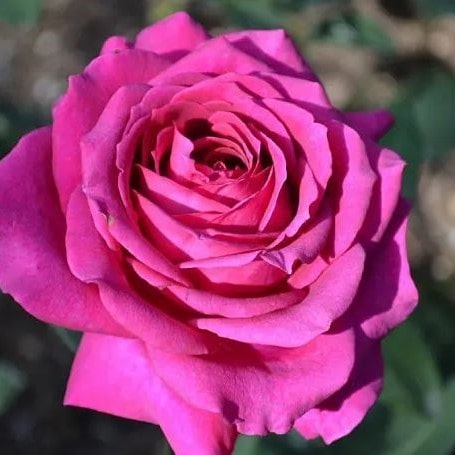 Роза чайно-гибридная Биг пёпл v5 Lav 