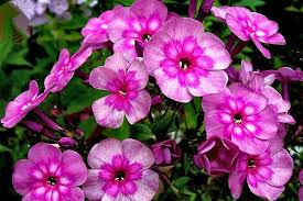 Флокс Мэджик Блю d15 ХР 